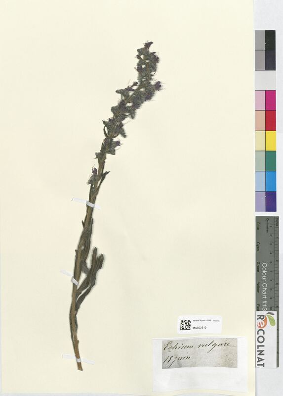 Echium vulgare (Boraginaceae)