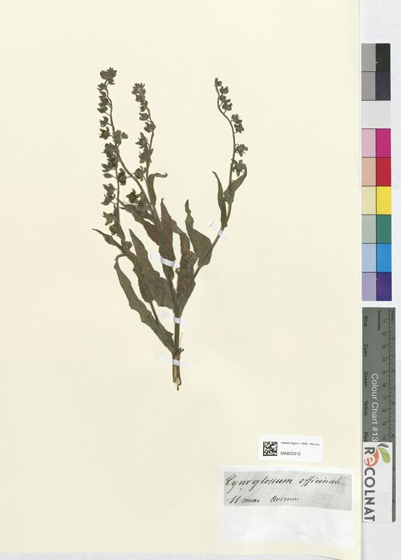 Cynoglossum officinale (Boraginaceae)