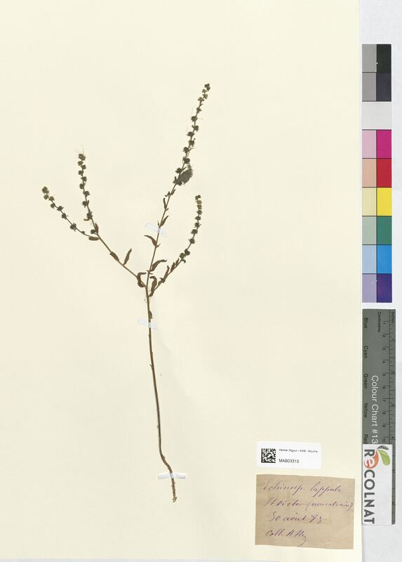 Echinospermum lappula (Boraginaceae)