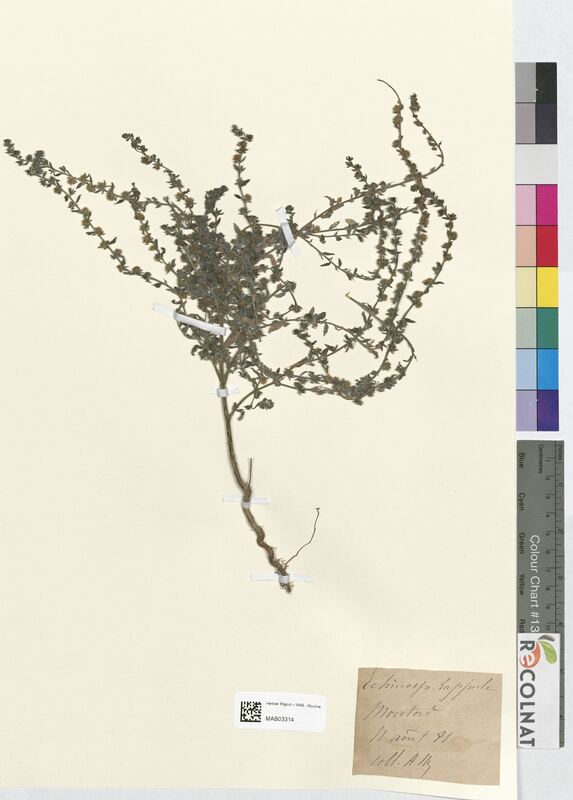 Echinospermum lappula (Boraginaceae)