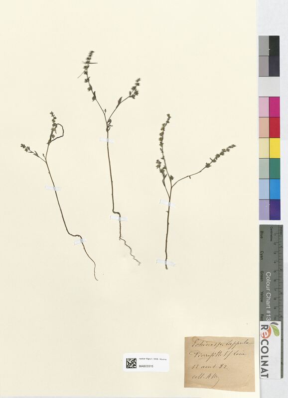 Echinospermum lappula (Boraginaceae)