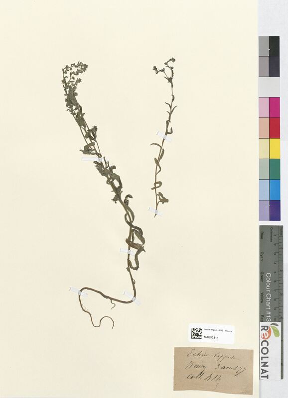 Echinospermum lappula (Boraginaceae)