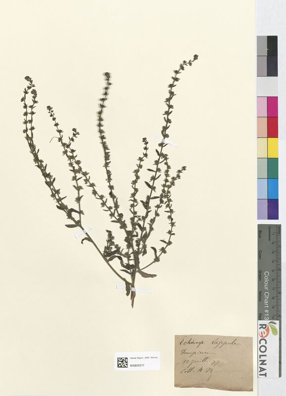 Echinospermum lappula (Boraginaceae)