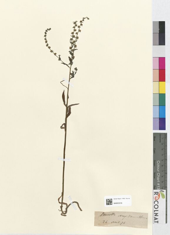 Echinospermum lappula (Boraginaceae)