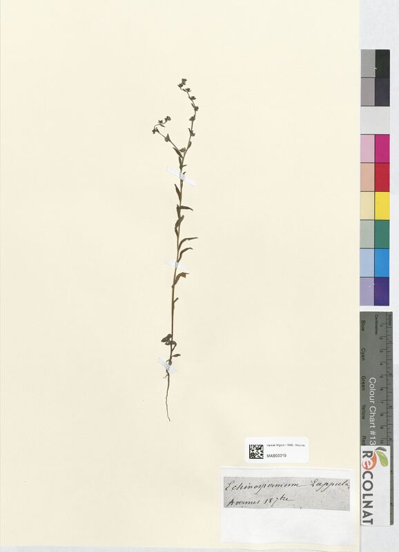 Echinospermum lappula (Boraginaceae)