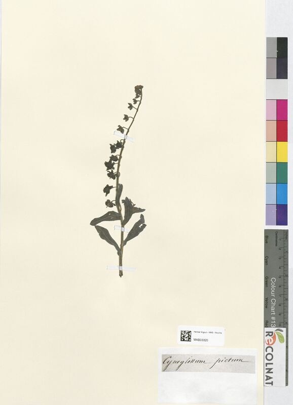 Cynoglossum pictum (Boraginaceae)