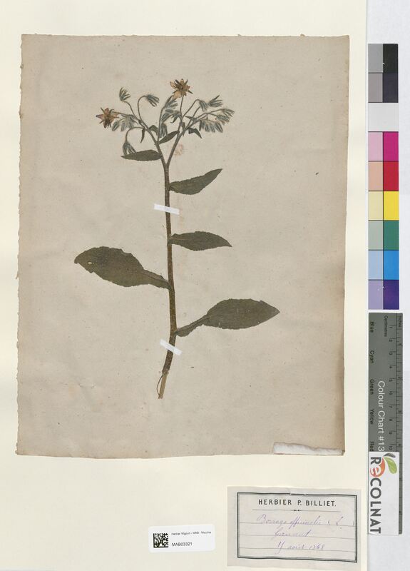 Borrago officinalis (Boraginaceae)