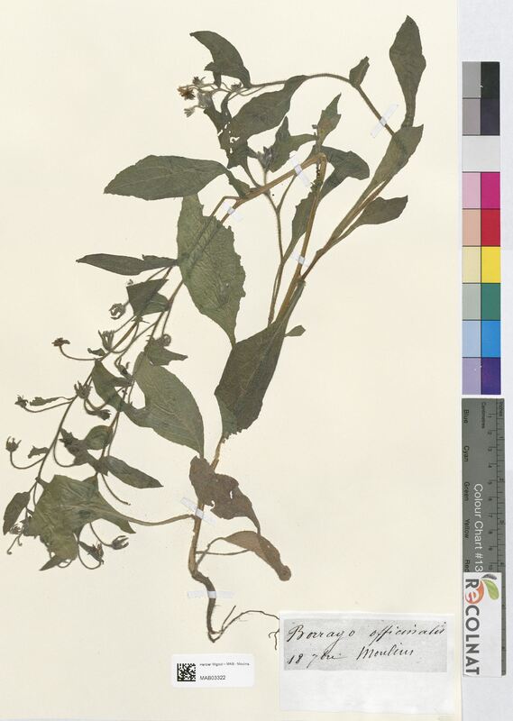 Borrago officinalis (Boraginaceae)