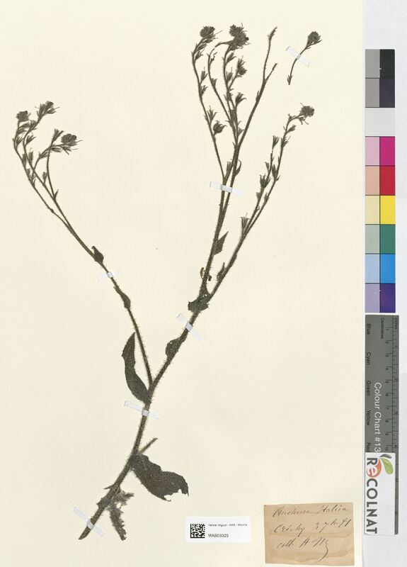 Anchusa italica (Boraginaceae)