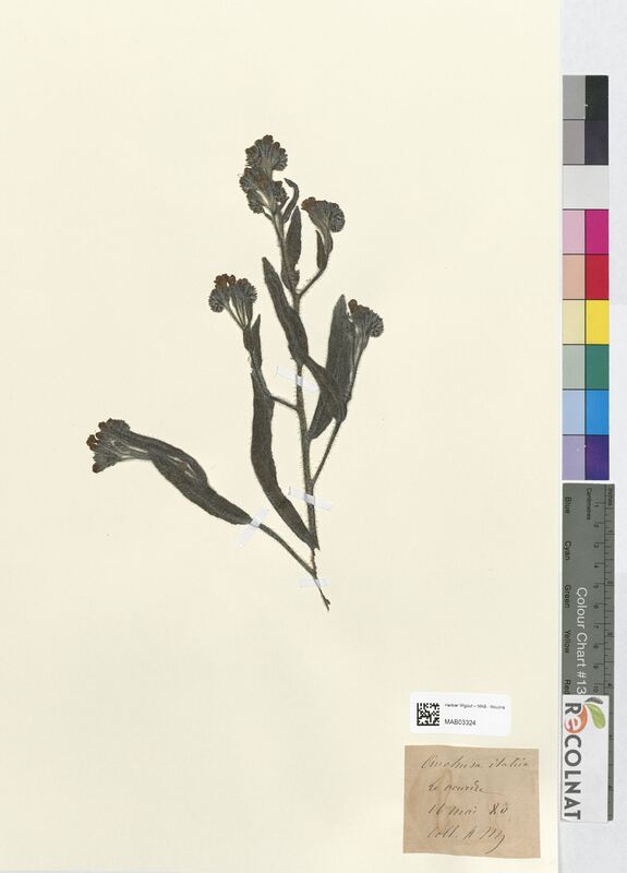 Anchusa italica (Boraginaceae)