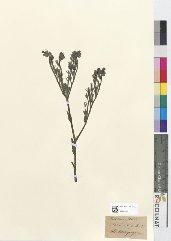 Anchusa italica (Boraginaceae)