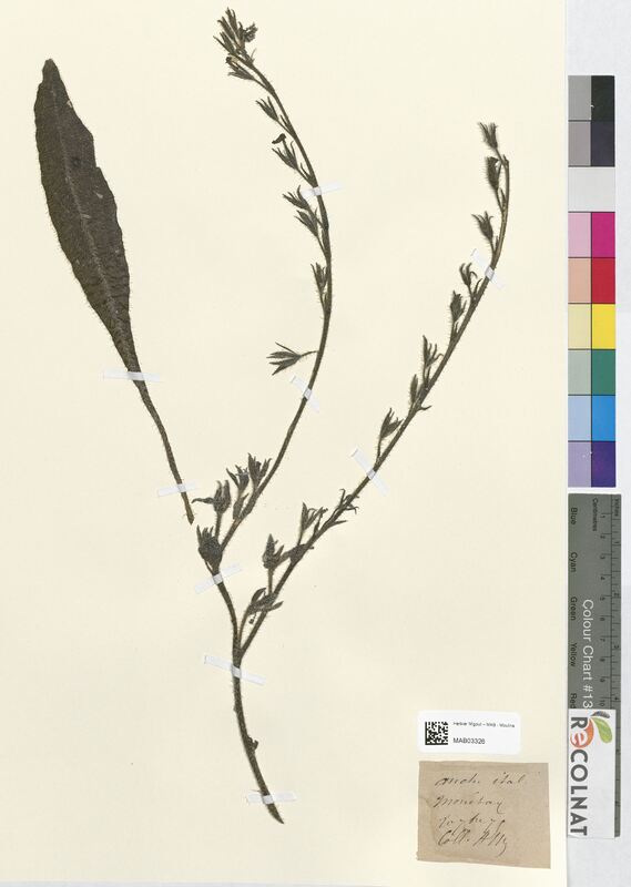 Anchusa italica (Boraginaceae)