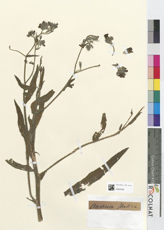 Anchusa italica (Boraginaceae)