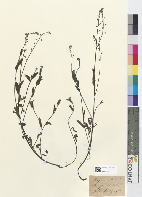 Myosotis intermedia (Boraginaceae)