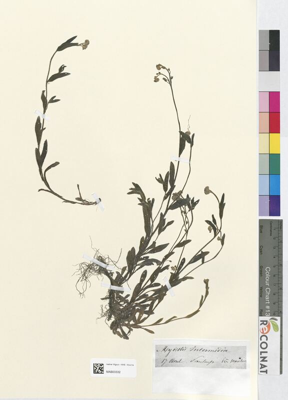 Myosotis intermedia (Boraginaceae)