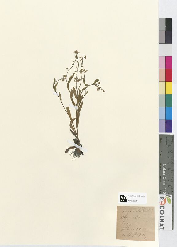 Myosotis palustris (Boraginaceae)