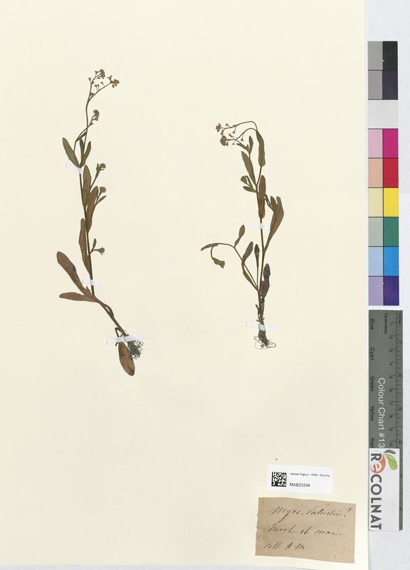 Myosotis palustris (Boraginaceae)