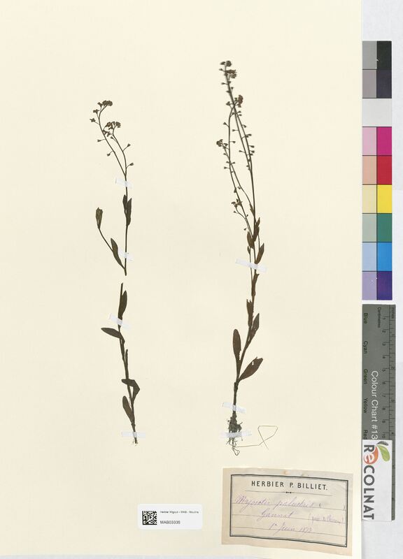 Myosotis palustris (Boraginaceae)