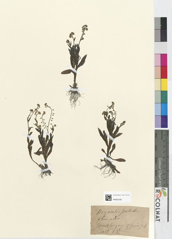 Myosotis palustris (Boraginaceae)