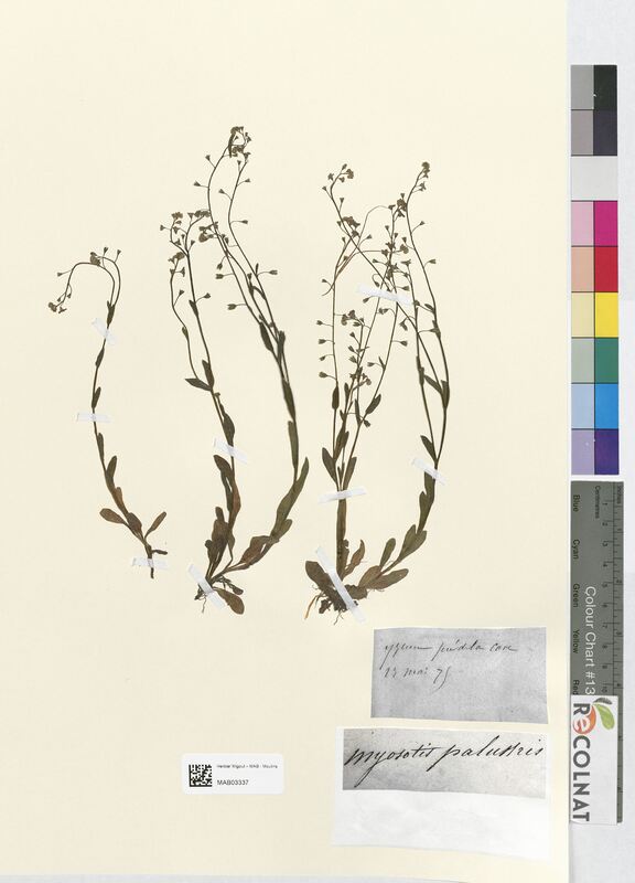 Myosotis palustris (Boraginaceae)