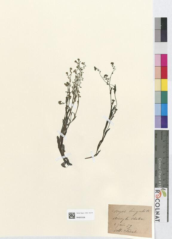 Myosotis lingulata (Boraginaceae)