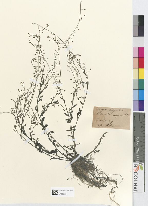 Myosotis lingulata (Boraginaceae)