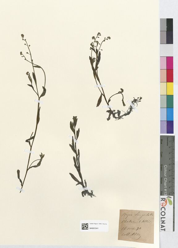 Myosotis lingulata (Boraginaceae)