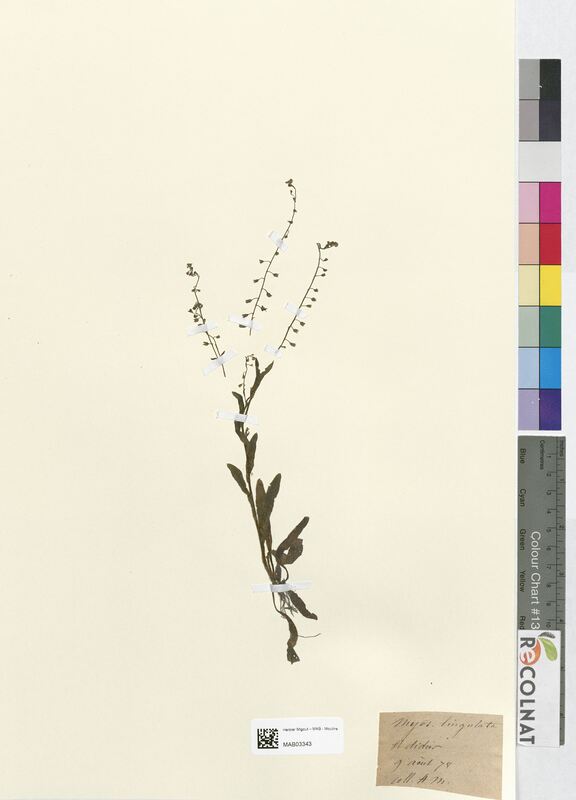 Myosotis lingulata (Boraginaceae)