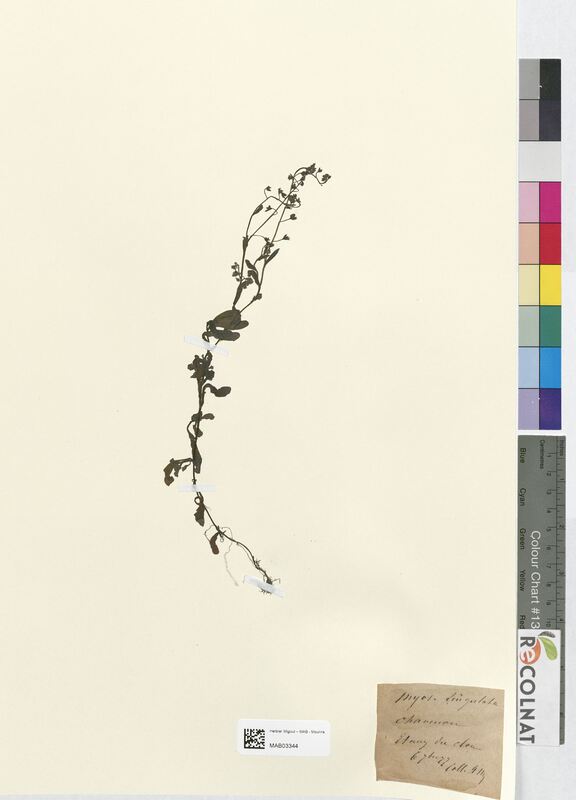 Myosotis lingulata (Boraginaceae)