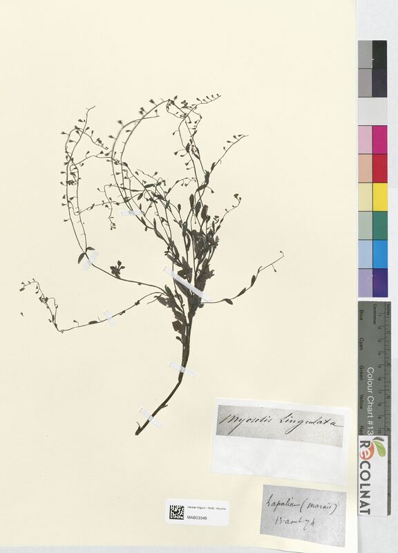 Myosotis lingulata (Boraginaceae)