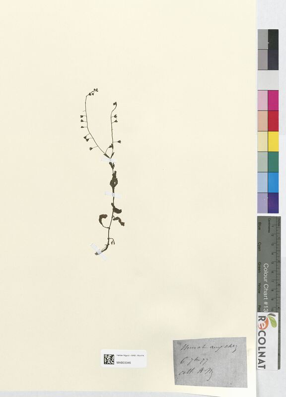 Myosotis strigulosa (Boraginaceae)