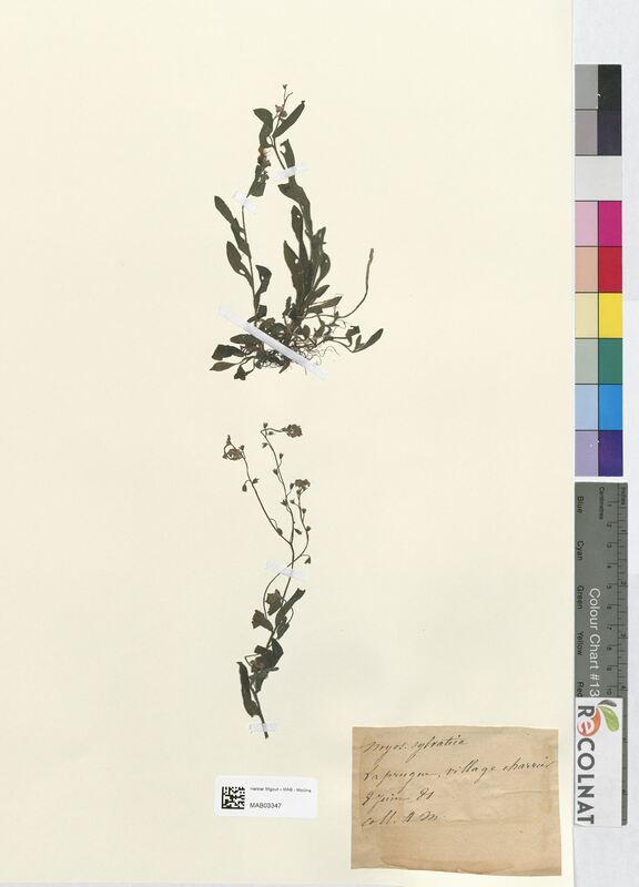 Myosotis sylvatica (Boraginaceae)