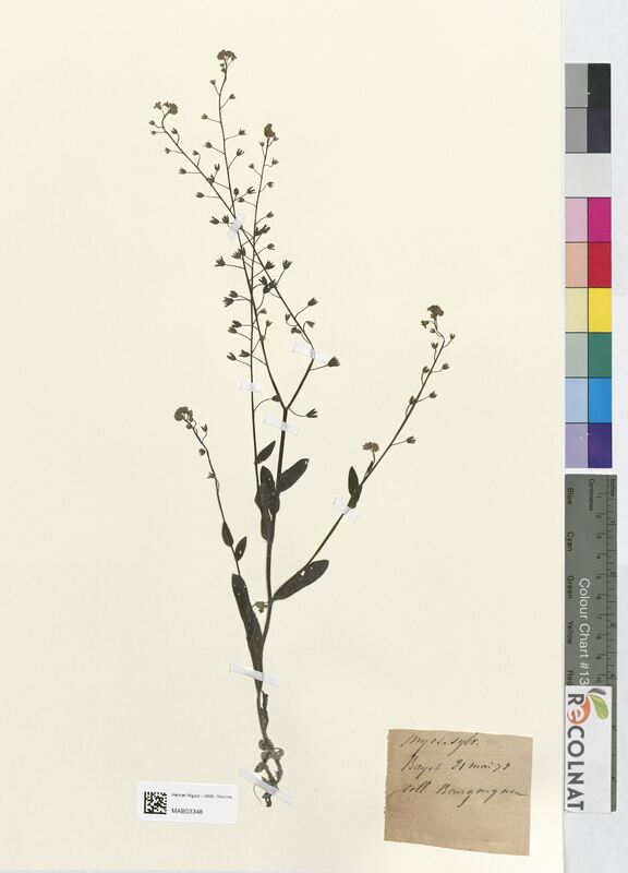 Myosotis sylvatica (Boraginaceae)