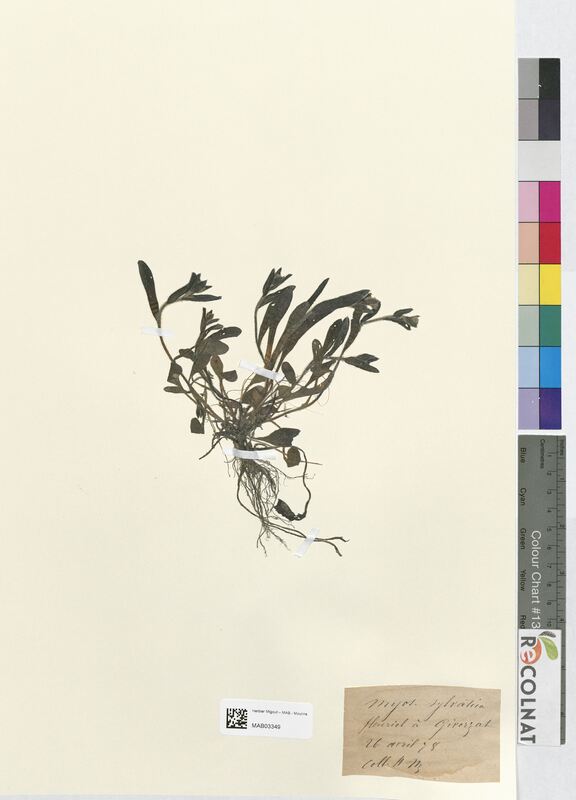 Myosotis sylvatica (Boraginaceae)