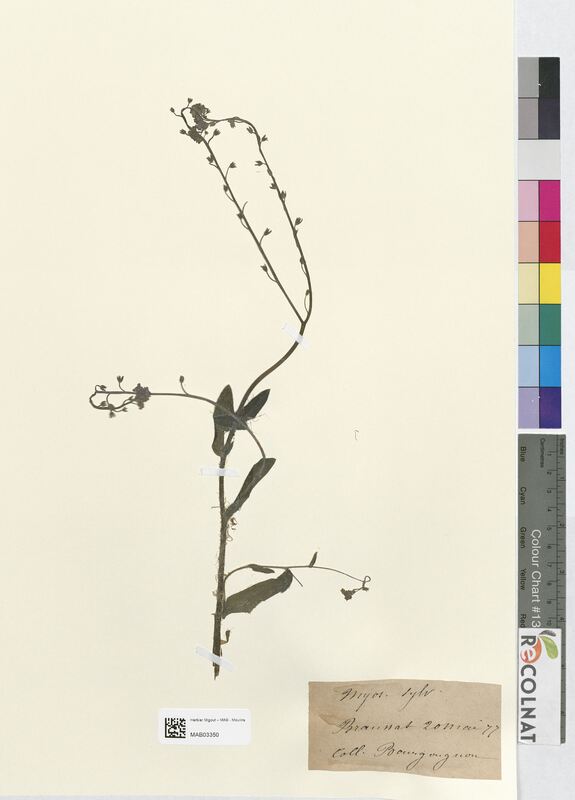 Myosotis sylvatica (Boraginaceae)