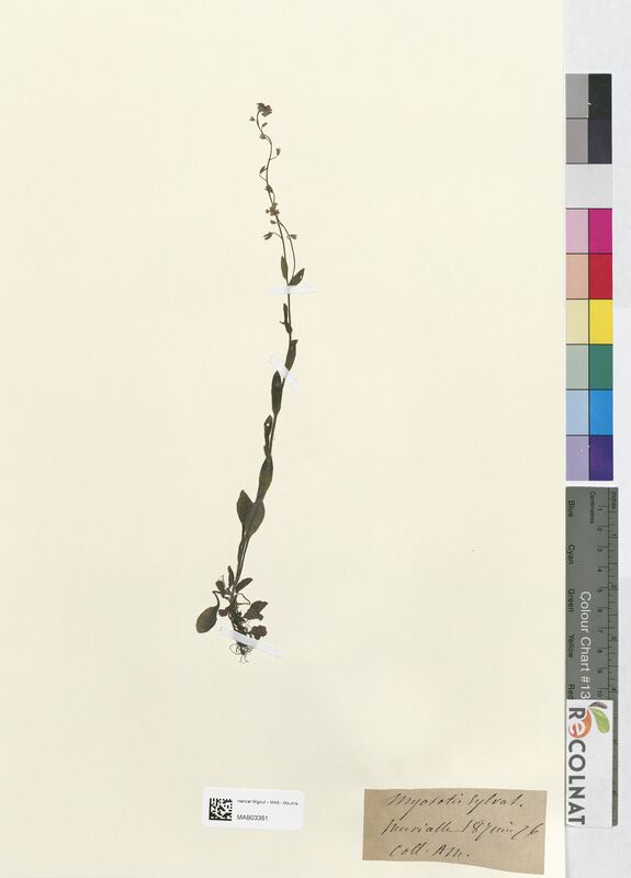 Myosotis sylvatica (Boraginaceae)