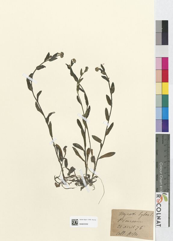 Myosotis sylvatica (Boraginaceae)