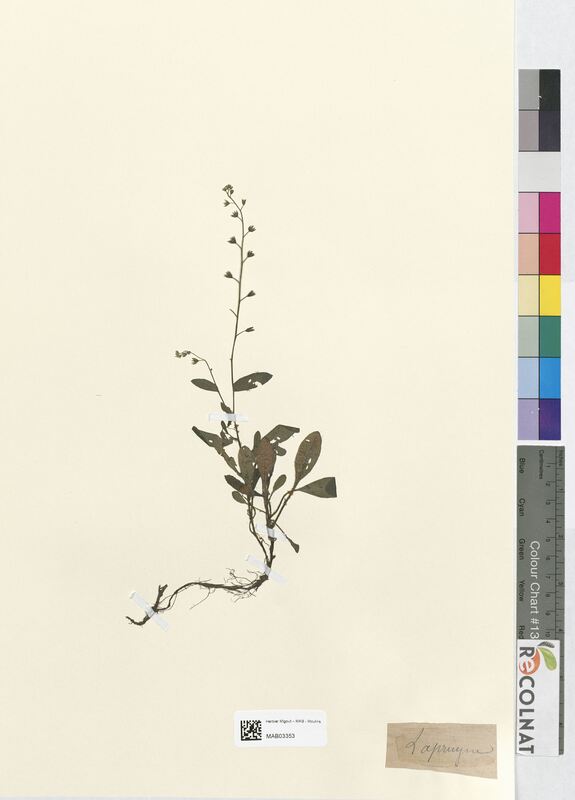 Myosotis sylvatica (Boraginaceae)