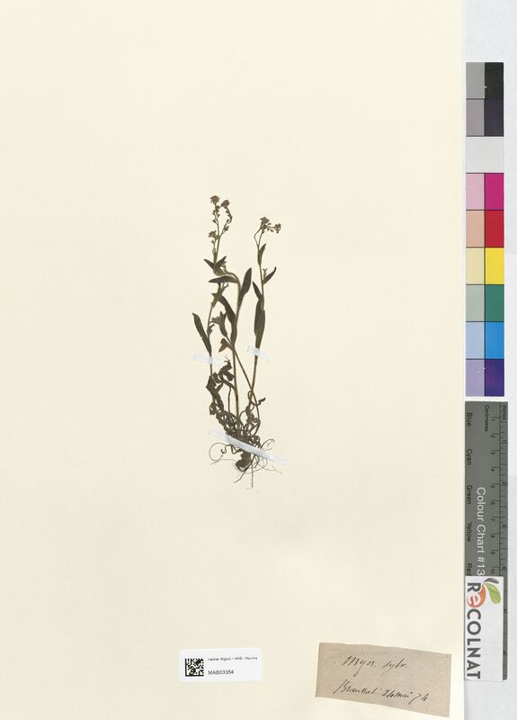 Myosotis sylvatica (Boraginaceae)