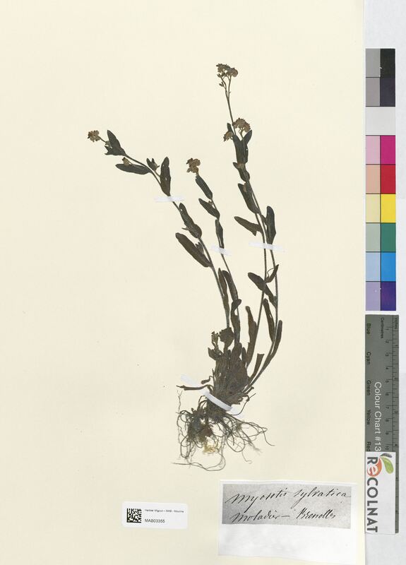 Myosotis sylvatica (Boraginaceae)