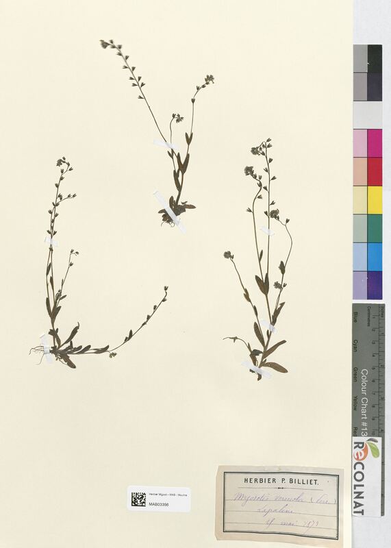 Myosotis versicolor (Boraginaceae)