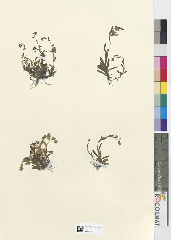 Myosotis versicolor (Boraginaceae)