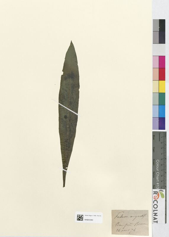 Pulmonaria angustifolia (Boraginaceae)