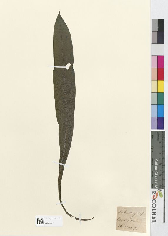 Pulmonaria angustifolia (Boraginaceae)