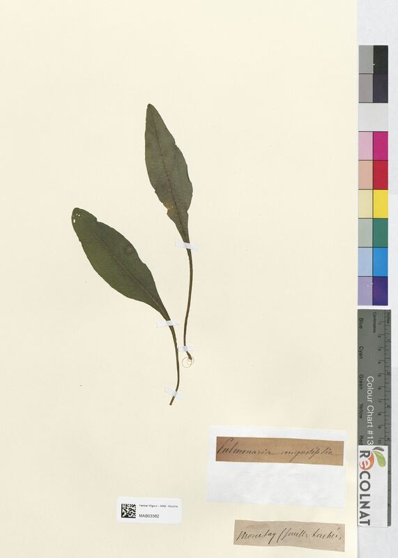 Pulmonaria angustifolia (Boraginaceae)