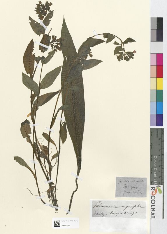 Pulmonaria angustifolia (Boraginaceae)