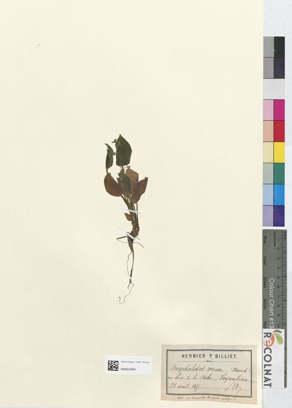 Omphalodes verna (Boraginaceae)