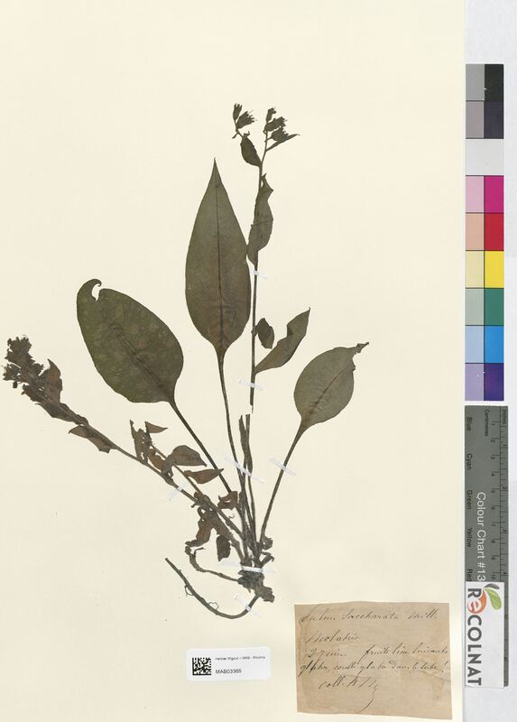 Pulmonaria saccharata (Boraginaceae)