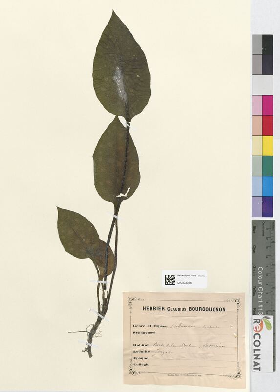 Pulmonaria saccharata (Boraginaceae)