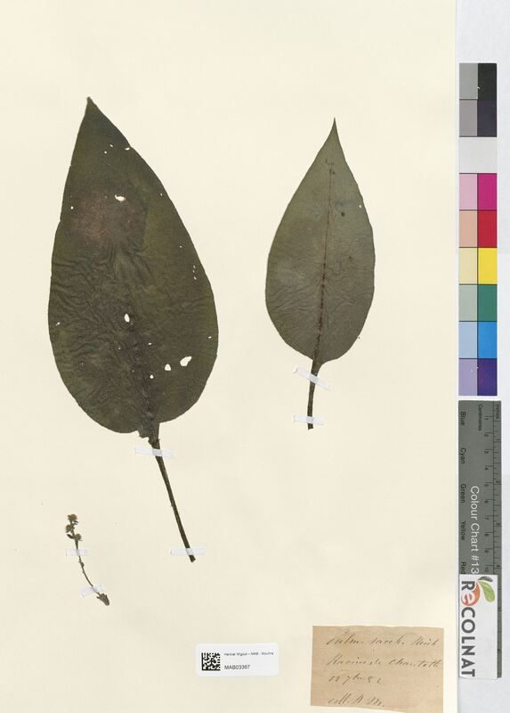 Pulmonaria saccharata (Boraginaceae)